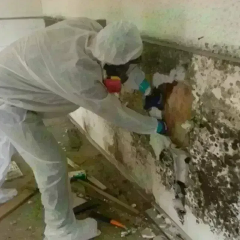 Mold Remediation and Removal in Waukesha, WI